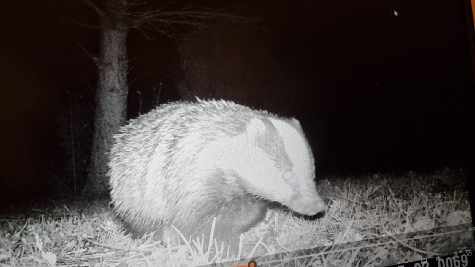 Badger at night at Stewton Stars Hideaway