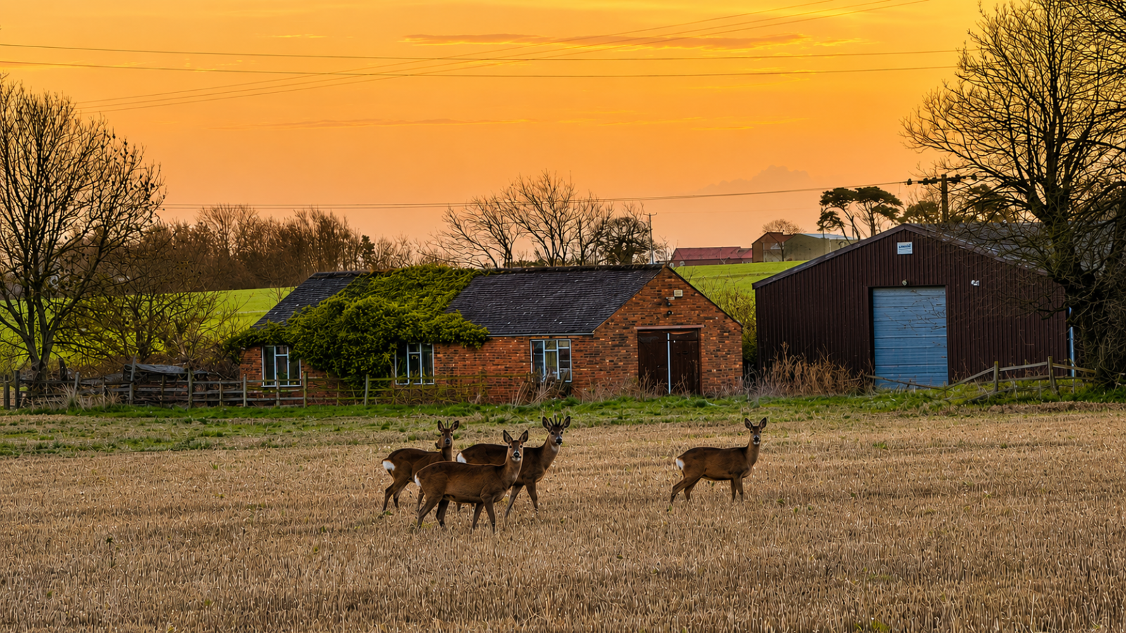 Muntjac deer in the Lincolnshire countryside at sunset